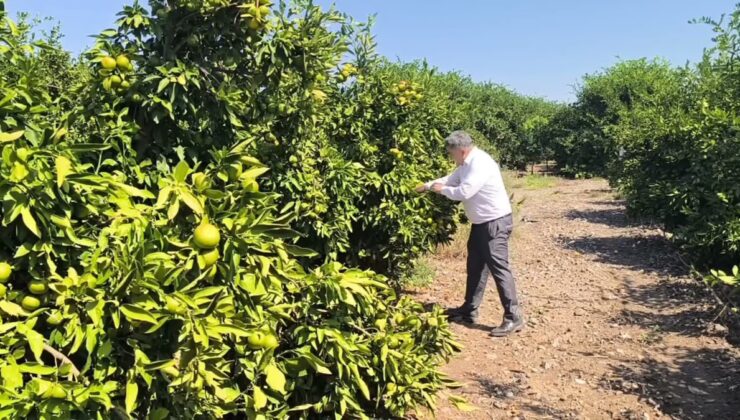 Hatay Erzin’de mandalina üreticisi Özsoy markette 43-45 lirayı normal buldu