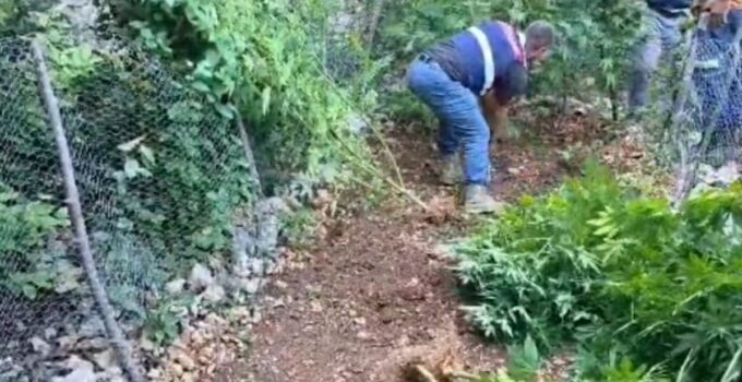 Hatay’da 371 kök kenevir ele geçirildi
