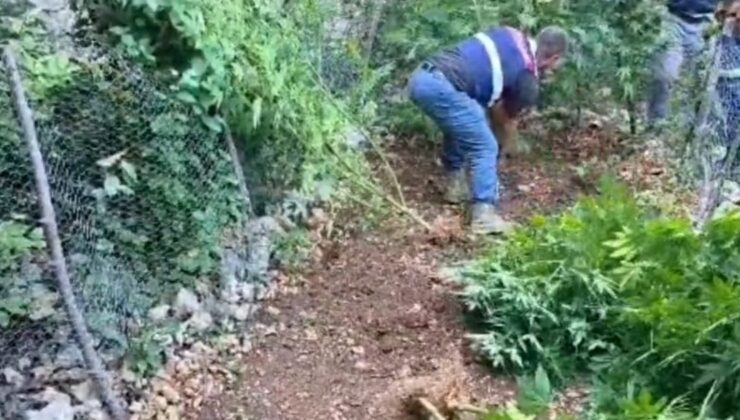 Hatay’da 371 kök kenevir ele geçirildi