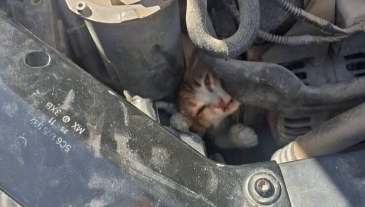 Hatay’da mahsur kalan hayvanlar kurtarılıp doğal yaşam alanlarına bırakıldı