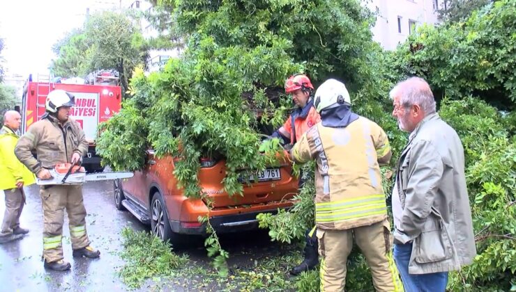 İstanbul Kadıköy’de kuvvetli rüzgar park halindeki otomobilin üzerine ağaç devirdi