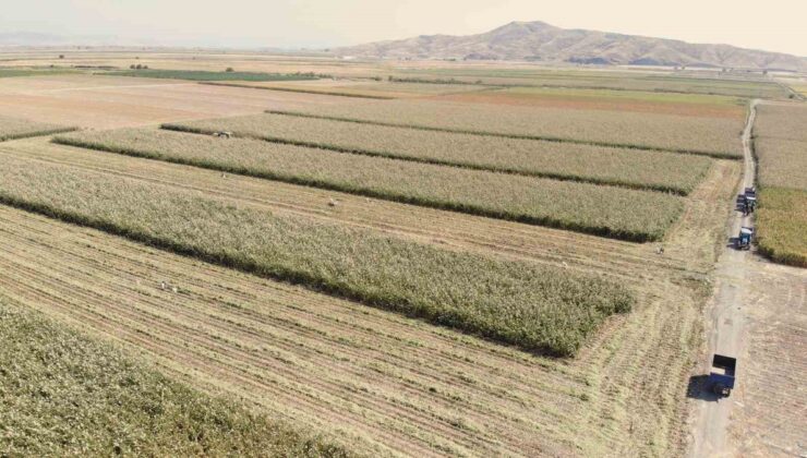 Kahramanmaraş Türkoğlu’nda ak darı hasadı başladı, dönümde 350-500 kg verim alınıyor