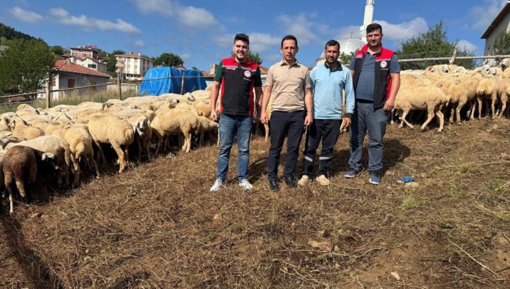 Kargı’da küçükbaş destek denetimi
