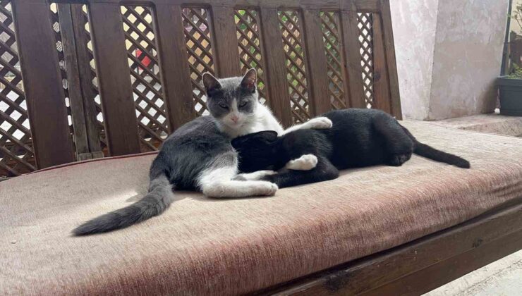 Kastamonu’da annesi emzirmeyi reddedince kardeşini emen kedi, büyüse de vazgeçmiyor