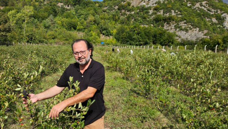 Kastamonu’da aronya hasadı yapıldı