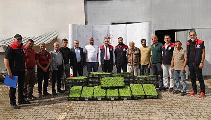 Kırıkkale’de 23 sera üreticisine 69 bin kıvırcık marul fidesi desteği verildi