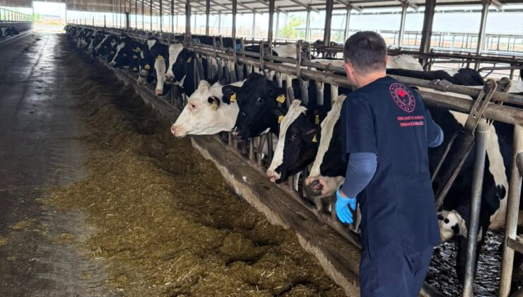 Kırklareli Lüleburgaz’da büyükbaş hayvanlara şap aşısı uygulanıyor