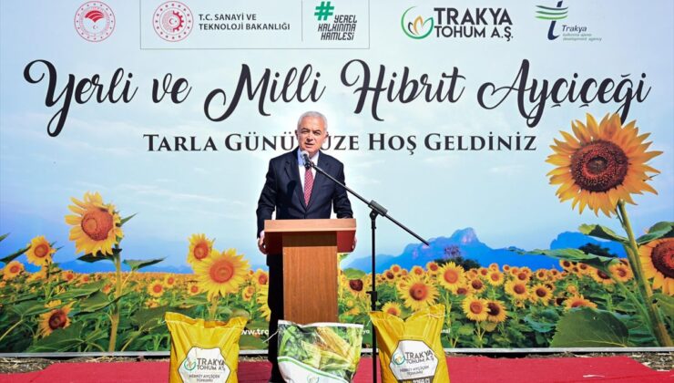 Kırklareli’nde Yerli Hibrit Ayçiçeği Hasadı