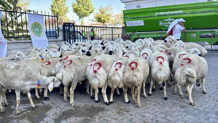 Kırşehir’de besicilere 100 damızlık koç ile 400 yemlik suluk dağıtıldı
