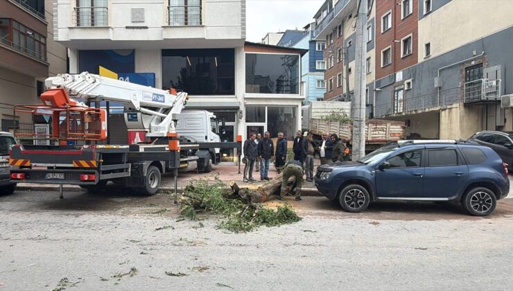 Kocaeli Gebze’de park halindeki cipin üzerine devrilen ağaç hasara yol açtı