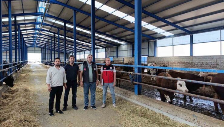Konya Karapınar’da ithal besilik sığır denetimleri aralıksız sürüyor
