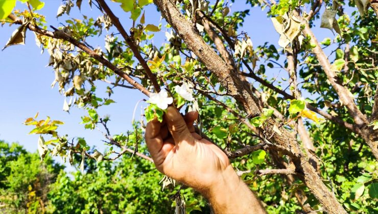 Malatya’da hasat edilen kayısı ağacı yeniden çiçek açtı