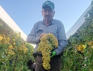 Manisa Sarıgöl’de üretici Necati Coşkun’un bağında 5,5 kiloluk üzüm salkımı bulundu
