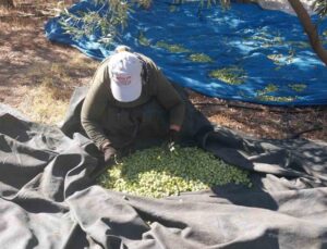 Mersin Mut’ta zeytin hasadında rekolte yüksek, fiyatlar 10-60 TL arası değişiyor