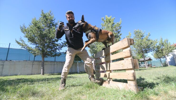 Narkotik köpeği “Zeus” hassas burnuyla uyuşturucu zulalarını buluyor