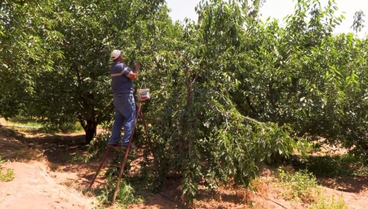 Niğde Ulukışla’da kapalı sulama ekim alanını 5 bin dekardan 10-12 bin dekara çıkardı