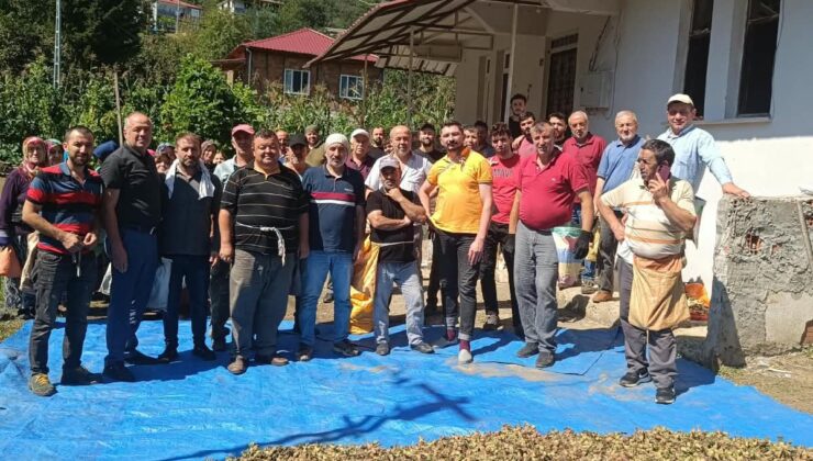 Ordu’da vefat eden kardeşlerin fındığını mahalleli imece usulü topladı