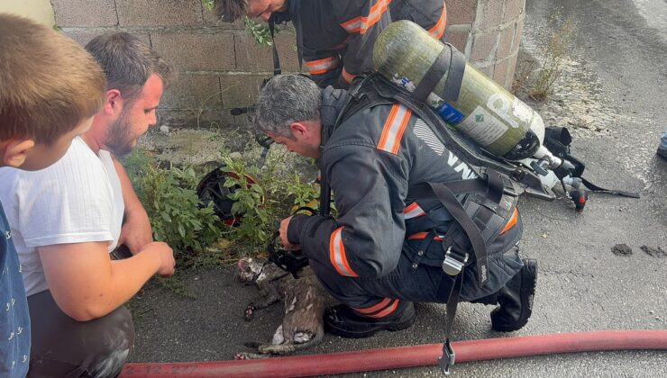 Sakarya’da yangında dumandan etkilenen kediye kalp masajı yapıldı, kurtarılamadı