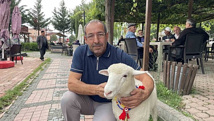 Samsun Kavak’ta Mecit Uzun’un kuzusu Tertip, halkın sevgisini kazandı