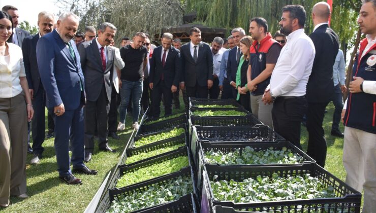 Şırnak’ta çiftçilere 152 bin kışlık sebze fidesi dağıtıldı