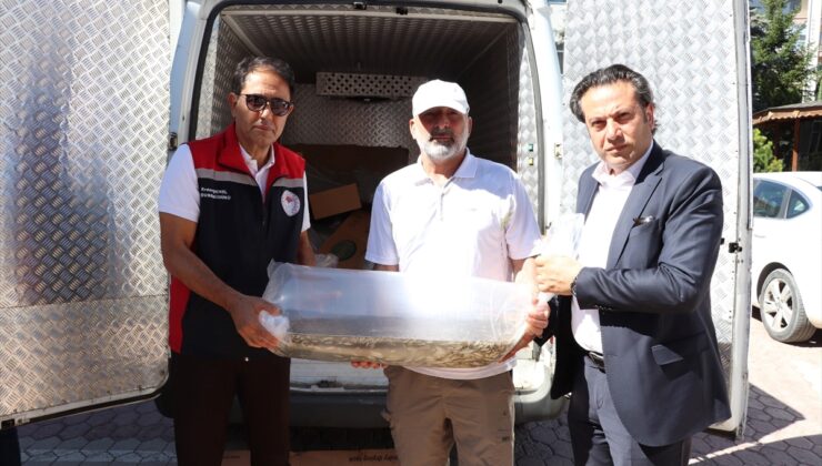 Sivas’ta 860 bin sazan balığı yavrusu göl ve göletlere bırakıldı