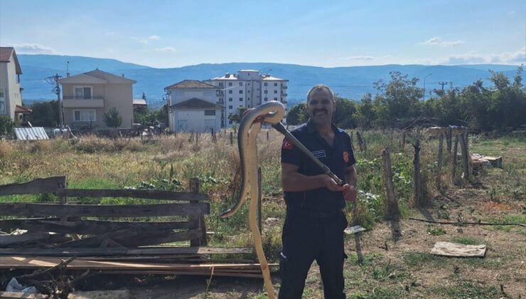 Tokat’ta ahıra giren yılan itfaiye ekiplerince yakalanarak doğaya salındı