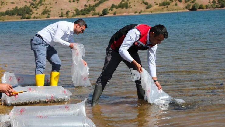 Tokat’ta göllere 731 bin 500 yavru balık bırakıldı