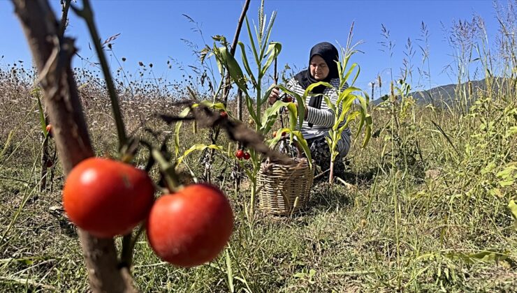 Üreten kadınların emeği kooperatif çatısı altında katma değere dönüşüyor