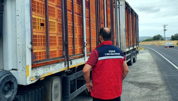 Uşak’ta tarım ve jandarma ekipleri hayvan nakil belgelerini denetliyor