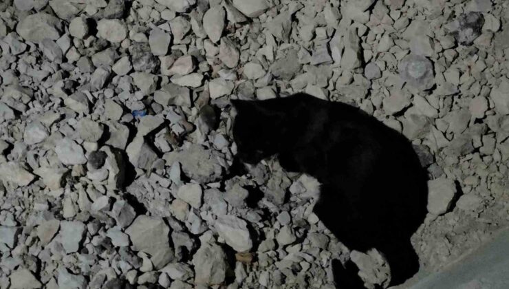 Van Gölü sahilinde kedi, yakaladığı fareyle yaklaşık iki saat oynadı
