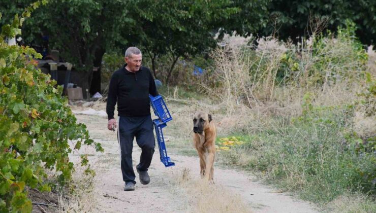 Yozgat’ta emekli öğretmen Bekir Karakoç, 14 dönümlük bozkırı yeşil vahaya çevirdi