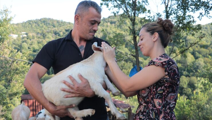 Zonguldak’ta emekli maden işçisi 2 büyükbaş, 15 küçükbaş hayvanlı çiftlik kurdu