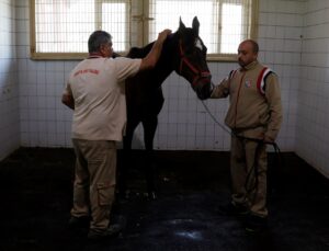ABD’de Triple Crown’u engelleyen Victory Gallop, 31 yaşında İzmit’te emekli oldu