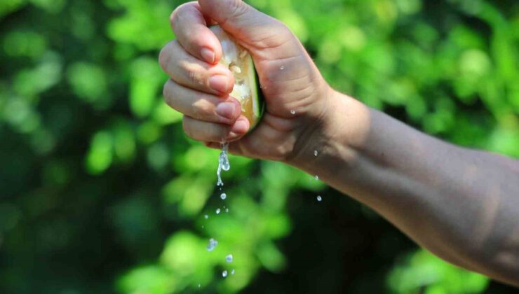 Adana’da limon 5 liraya düştü, Karadeniz kapalı olduğu için ihracat yapılamıyor