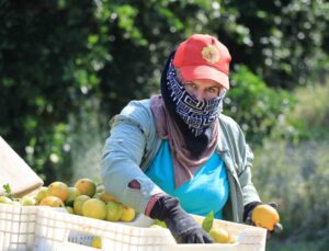 Adana’da mandalina dalında 3 liraya düştü! İhraç edilemeyen ürün ağaçta kalma tehlikesiyle karşı karşıya