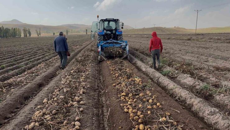 Ağrı Patnos’ta 450 dönümlük arazide patates hasadı sürüyor, 1.500 ton ürün bekleniyor