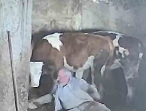 Amasya’da besiciye sevmek istediği inek tekme attı, o anlar kameraya yansıdı