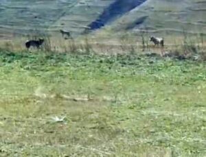 Ardahan Damal’da kurtlar ölü ineğin etrafında beslenirken cep telefonuyla kaydedildi
