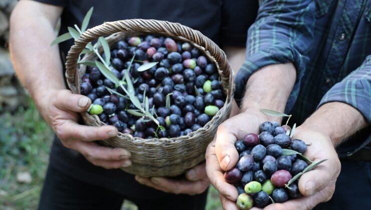 Artvin’de Butko zeytini hasadı başladı, 700 ton sofralık zeytin hedefleniyor