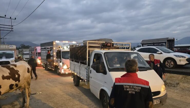 Aydın Nazilli’de hayvan pazarı yeniden açıldı, küpe ve sağlık denetimi sıkılaştırıldı