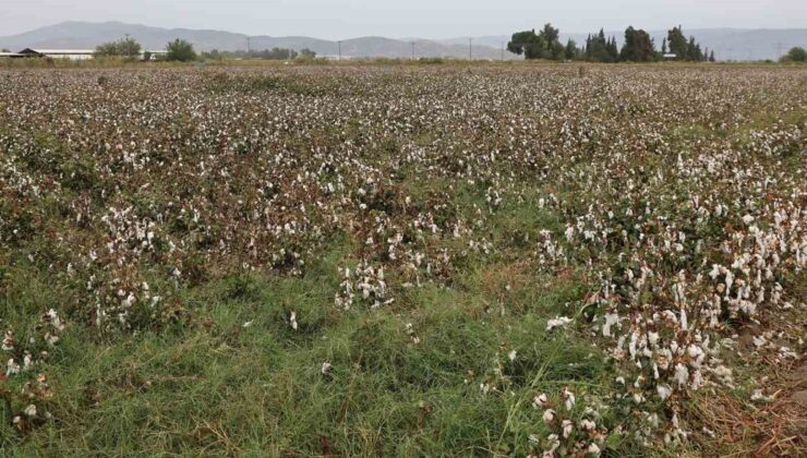 Aydın’da yağışlar pamuğu vurdu, Söke’de hasadın yüzde 60’ı tamamlandı