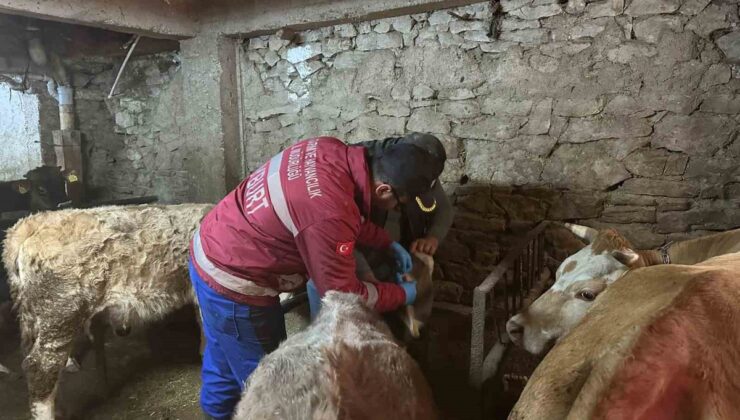 Aydıntepe’de büyükbaş şap aşılaması Akbulut ve Gümüşdamla köylerinde sürüyor