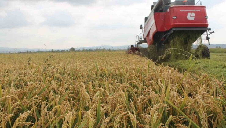Balıkesir Manyas’ta 98 bin dekarda çeltik hasadı başladı, verim üreticiyi sevindirdi