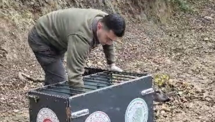 Bartın’da otomobilin çarptığı 3 yaşındaki karaca 3 günlük tedaviyle doğaya salındı