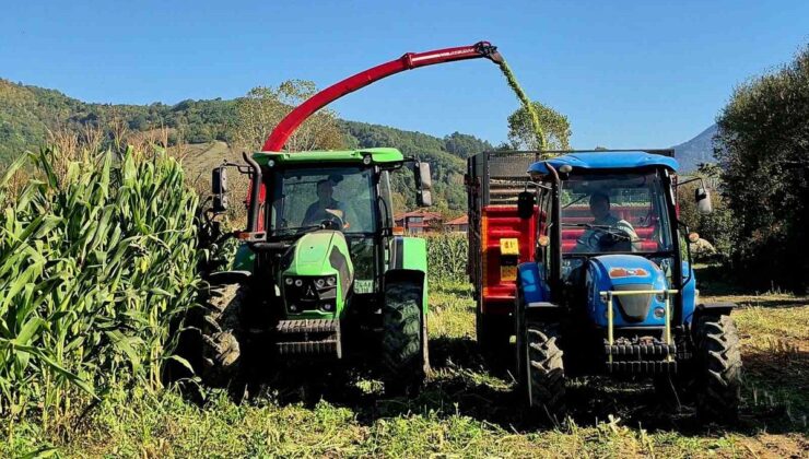 Bartın’da silajlık mısır hasadı başladı, 120 bin ton rekolte bekleniyor
