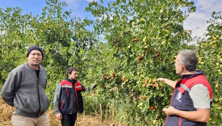 Başmakçı’da İlçe Tarım ve Orman Müdürlüğü hünnap bahçesini inceledi