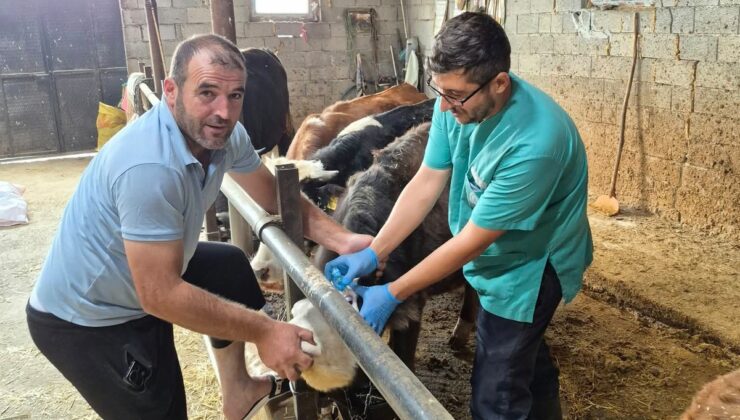 Beyşehir’de 2026 sonbahar şap aşılama kampanyası devam ediyor