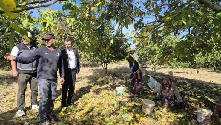 Bilecik Yenipazar’da ceviz hasadı başladı, Kaymakam Polat üreticilerle buluştu