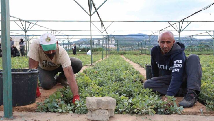 Bingöl’de 72 dönümlük fidanlıkta 2026 için planlanan 500 bin fidan üretimi tamamlandı