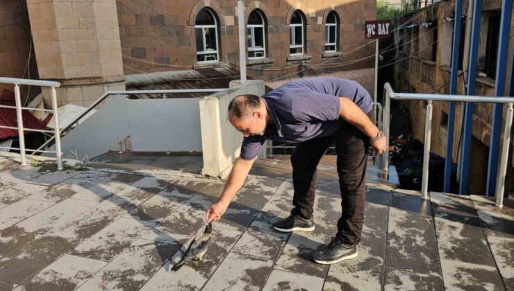 Bitlis Adilcevaz’da kasabın bakımını üstlendiği karga her gün dükkana geliyor